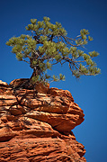 Ponderosa Pine (Pinus ponderosa) - Zion National Park