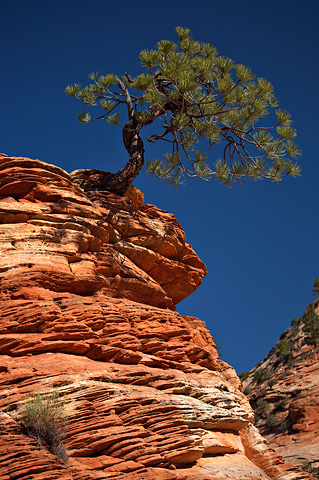 Ponderosa Pine (Pinus ponderosa). Zion National Park - May 27, 2007.