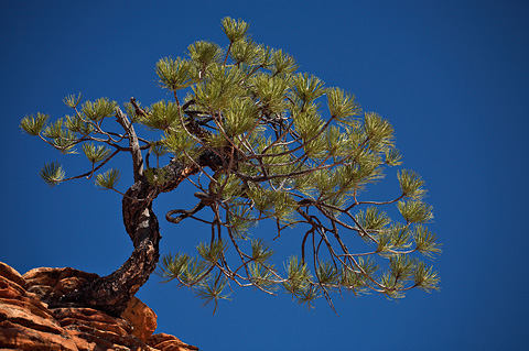 Ponderosa Pine (Pinus ponderosa). Zion National Park - May 27, 2007.