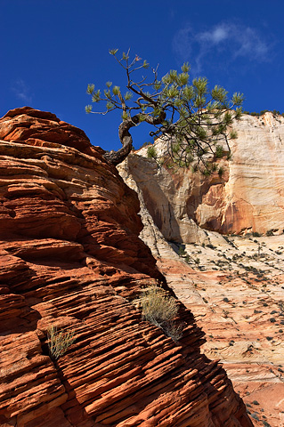 Ponderosa Pine (Pinus ponderosa). Zion National Park - October 29, 2004.