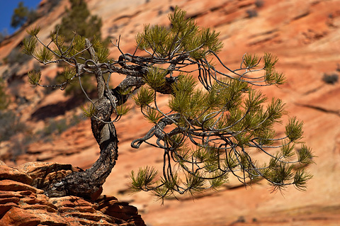 Ponderosa Pine (Pinus ponderosa). Zion National Park - March 12, 2005.