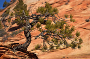 Ponderosa Pine (Pinus ponderosa) - Zion National Park