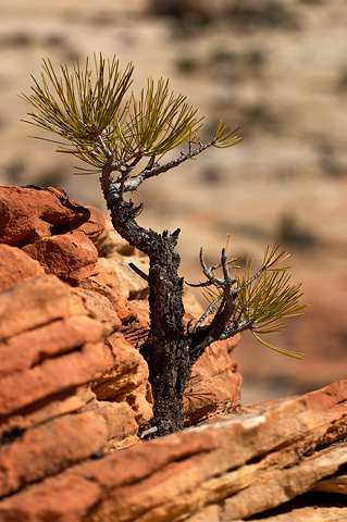 Ponderosa Pine (Pinus ponderosa). Zion National Park - March 12, 2005.
