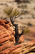 Ponderosa Pine (Pinus ponderosa) - Zion National Park