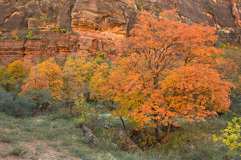 Fall color beneath The Great White Throne. Zion National Park - October 29, 2006.