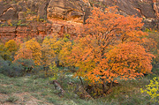 Fall color beneath The Great White Throne - Zion National Park