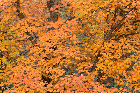 A sea of color near The Great White Throne. Zion National Park - October 29, 2006.