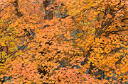 A sea of color near The Great White Throne - Zion National Park