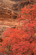 Fall color and the canyon walls - Zion National Park