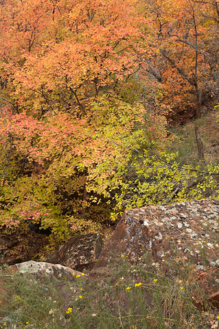 Bigtooth Maples and fall wildflowers. Zion National Park - October 28, 2007.