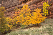 Bigtooth Maples and a Velvet Ash - Zion National Park