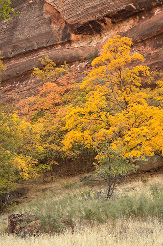 Colorful cliffs, Bigtooth Maples, and Gambel Oak. Zion National Park - October 27, 2007.