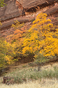 Colorful cliffs, Bigtooth Maples, and Gambel Oak - Zion National Park
