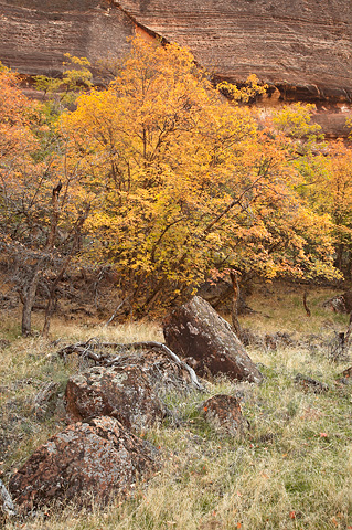 Bigtooth Maples. Zion National Park - October 28, 2007.