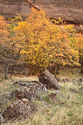 Bigtooth Maples - Zion National Park