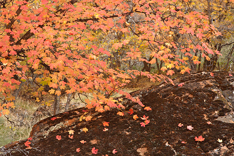 Fall color below The Great White Throne. Zion National Park - October 27, 2007.