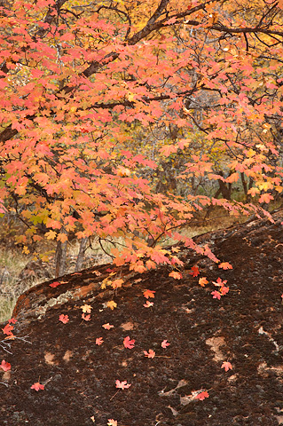 Fallen leaves rest on a lichen covered boulder. Zion National Park - October 28, 2007.