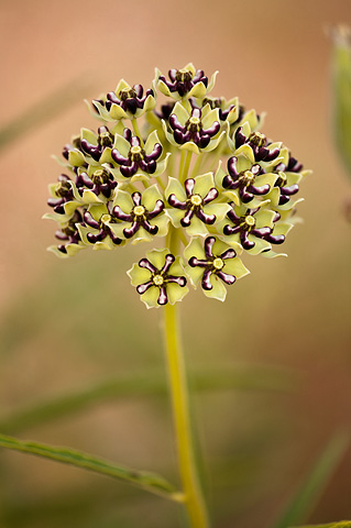 Spider Milkweed (Asclepias asperula). Zion National Park - May 23, 2009.