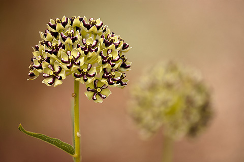 Spider Milkweed (Asclepias asperula). Zion National Park - May 23, 2009.