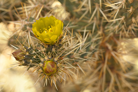 Wiggins' Cholla (Cylindropuntia echinocarpa). Zion National Park - May 26, 2007.