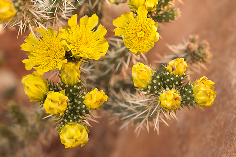 Whipple Cholla (Cylindropuntia whipplei). Zion National Park - May 26, 2007.
