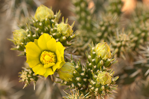 Whipple Cholla (Cylindropuntia whipplei). Zion National Park - May 26, 2007.