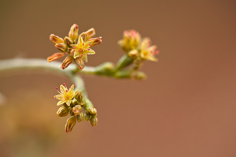 Winged Buckwheat (Eriogonum alatum). Zion National Park - June 6, 2009.