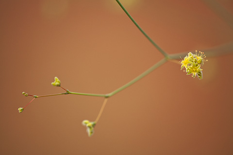 Desert Trumpet (Eriogonum inflatum). Zion National Park - May 23, 2009.