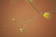 Desert Trumpet (Eriogonum inflatum) - Zion National Park