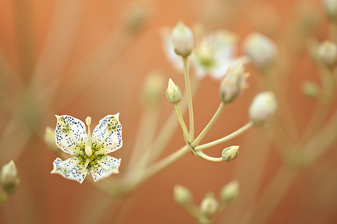 Desert Elkweed (Frasera albomarginata). Zion National Park - May 23, 2009.