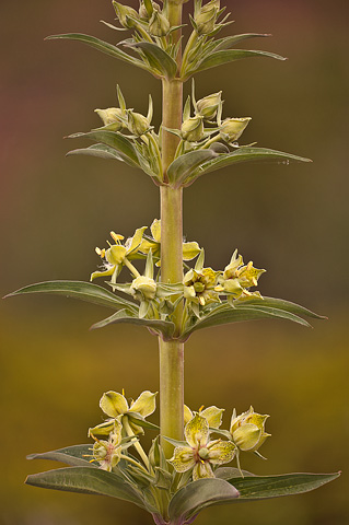 Elkweed (Frasera speciosa). Zion National Park - May 22, 2009.
