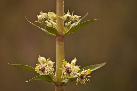 Elkweed (Frasera speciosa). Zion National Park - May 22, 2009.