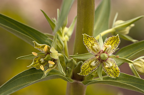 Elkweed (Frasera speciosa). Zion National Park - June 11, 2010.