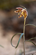 Leopard Lily (Fritillaria atropurpurea) - Zion National Park