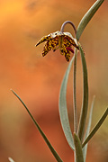 Leopard Lily (Fritillaria atropurpurea) - Zion National Park