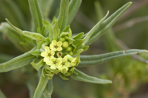 Western Stoneseed (Lithospermum ruderale). Zion National Park - May 17, 2010.
