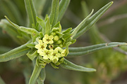 Western Stoneseed (Lithospermum ruderale) - Zion National Park