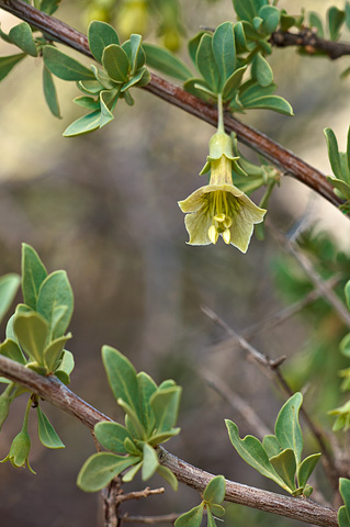 Pale Wolfberry (Lycium pallidum). Zion National Park - April 16, 2010.