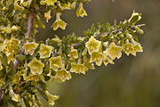 Pale Wolfberry (Lycium pallidum) - Zion National Park