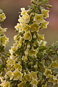 Pale Wolfberry (Lycium pallidum) - Zion National Park