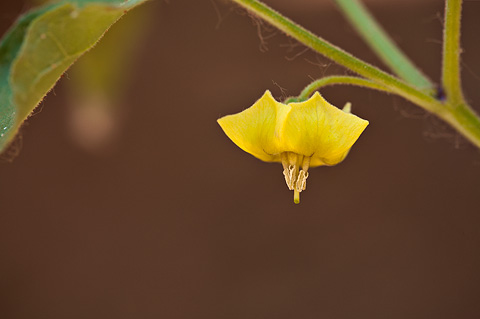 Fendler's Groundcherry (Physalis hederifolia). Zion National Park - May 24, 2009.