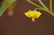 Fendler's Groundcherry (Physalis hederifolia) - Zion National Park