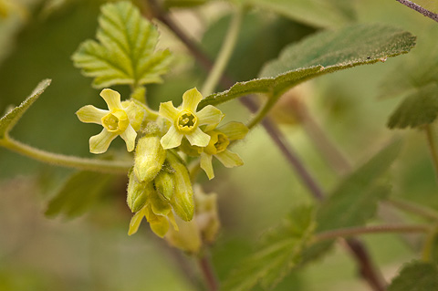 Sticky Currant (Ribes viscosissimum). Zion National Park - June 11, 2010.