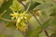 Sticky Currant (Ribes viscosissimum) - Zion National Park