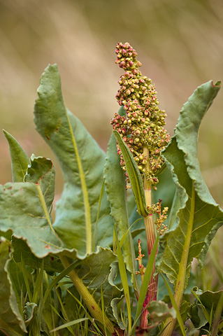 Wild Rhubarb (Rumex hymenosepalus). Zion National Park - April 3, 2010.