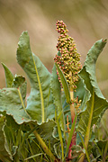 Wild Rhubarb (Rumex hymenosepalus) - Zion National Park