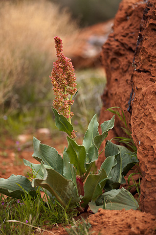 Wild Rhubarb (Rumex hymenosepalus). Zion National Park - April 16, 2010.