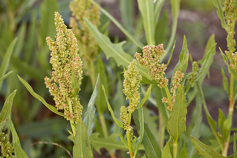 Mexican Dock (Rumex salicifolius). Zion National Park - July 3, 2010.