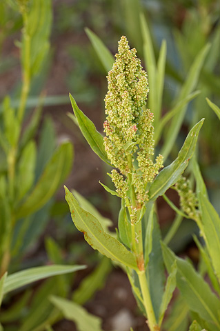 Mexican Dock (Rumex salicifolius). Zion National Park - July 3, 2010.