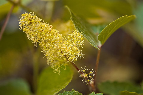 Canyon Grape (Vitis arizonica). Zion National Park - May 24, 2009.